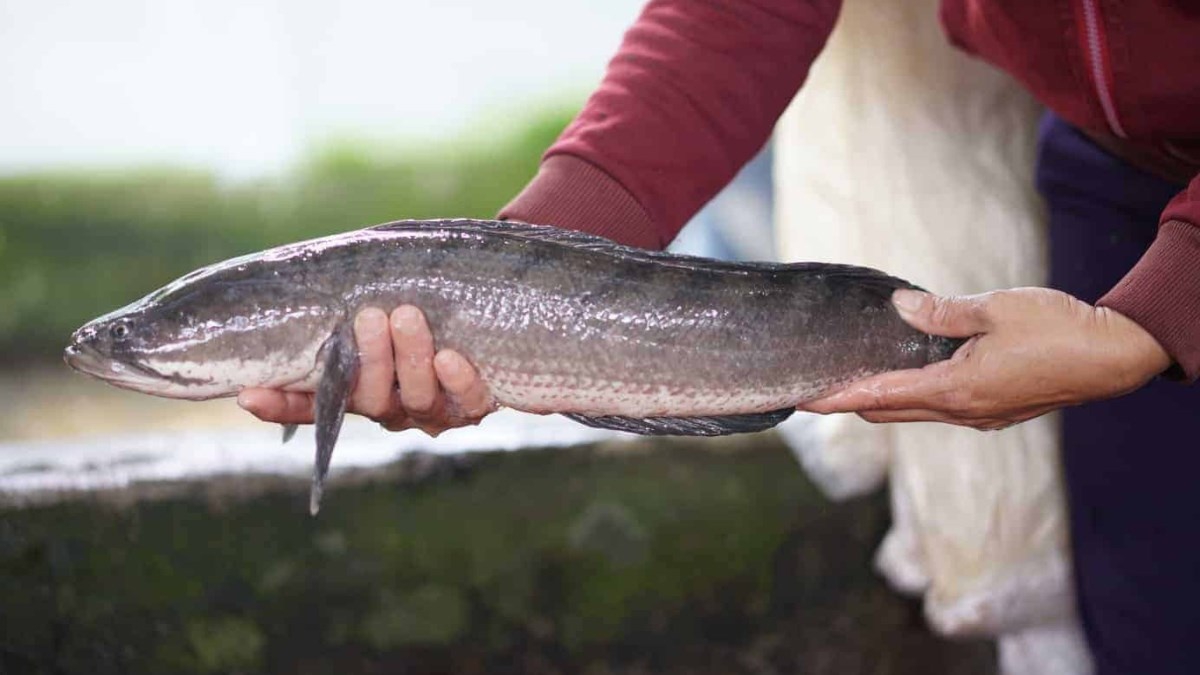 Mẹo chữa trẻ chậm nói bằng cá lóc có thể tiềm ẩn nguy cơ khiến trẻ bị chấn thương